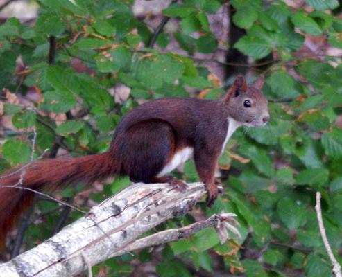 Junges Eichhörnchen.
