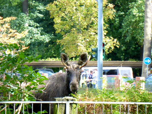 Ein verirrter Elch am Bürgergarten in Templin.