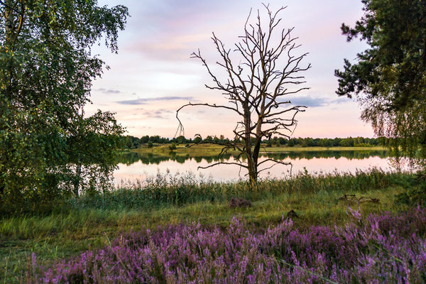 Abendstimmung in der Kleinen Schorfheide (Foto: Heidrun Lorenz).