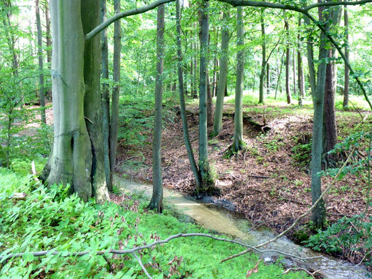 Idyll in der Schorheide.