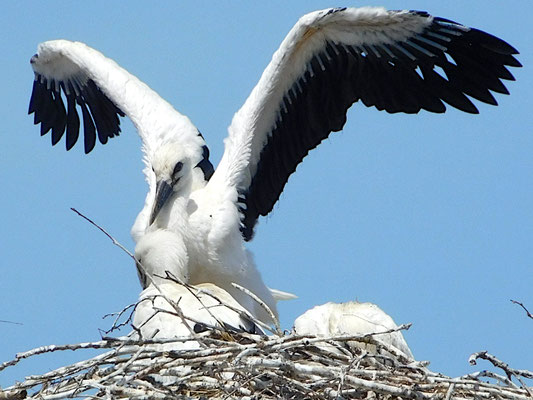 Junger Storch wir flügge.