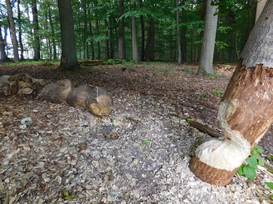 Spuren des Bibers.