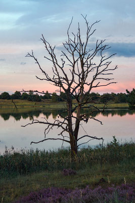 Abendstimmung in der Kleinen Schorfheide (Foto: Heidrun Lorenz).