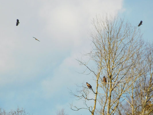 Fünf Seeadler im Naturschutzgebiet ,,Kleine Schorfheide".