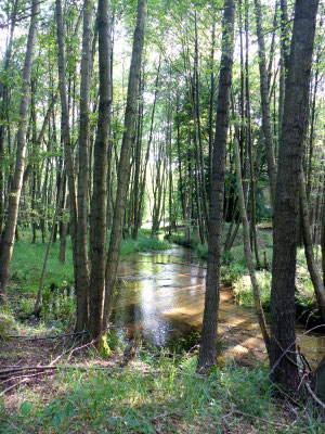 Kramsbeek im NSG ,,Kleine Schorfheide".
