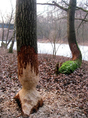 Templiner Kanal Biber.