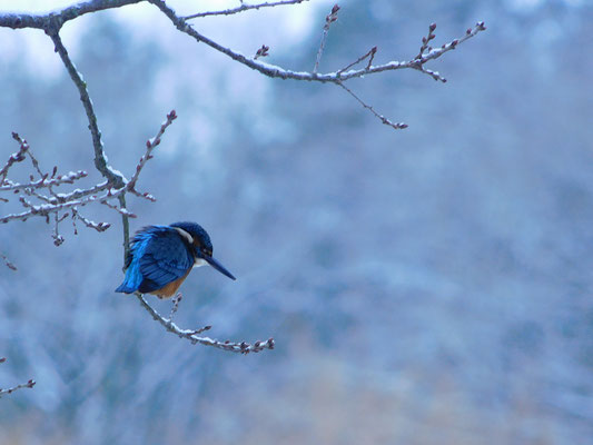 Eisvogel jagt am Templiner Kanal Winter 2024.