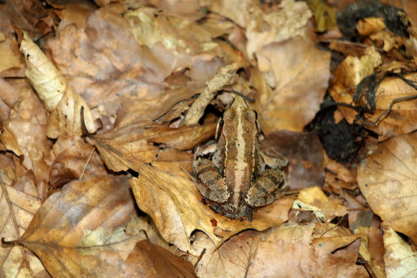Grasfrosch.