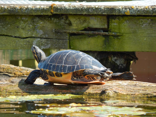 Wasserschildkröte sonnt sich am Templiner Kanal.