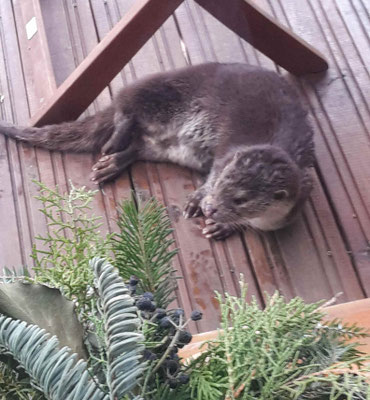 Ein Fischotter putzt sich auf unserer Terrasse.