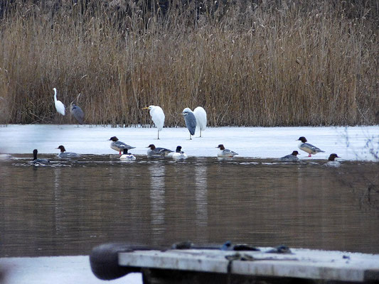 Silber- und Grauhreiher, Kormorane und Gänsesäger Templiner Kanal.