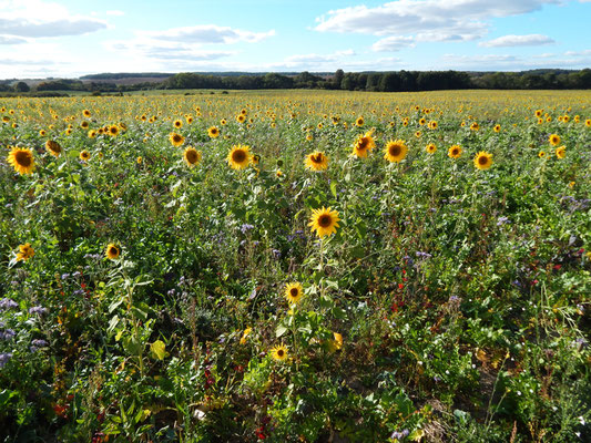 Sonnenblumenfeld Uckermark.