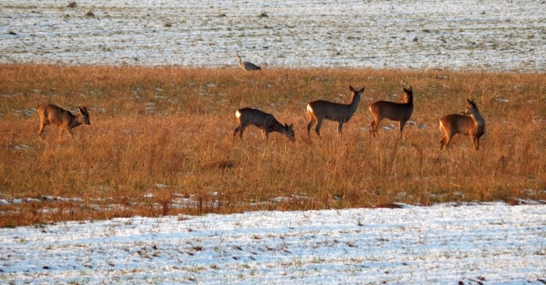 Rehwild und Reiher.