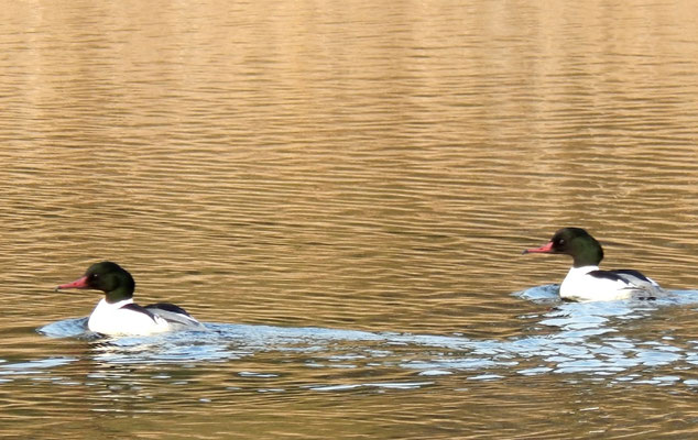 Gänsesäger Männchen Templiner Kanal.