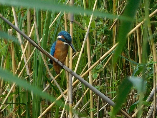 Eisvogel am Templiner Kanal .