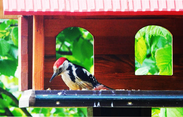 Mittelspecht im Vogelhaus.
