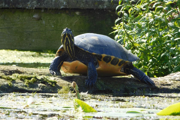 Wasserschildkröte sonnt sich am Templiner Kanal.