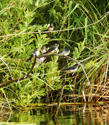 Rauchschwalben am Templiner Kanal.