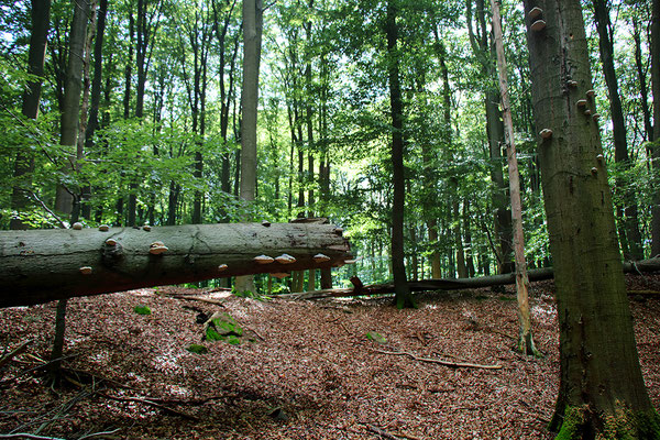 Besuch  im Unesco Weltnaturerbe Buchenwald Grumsin.
