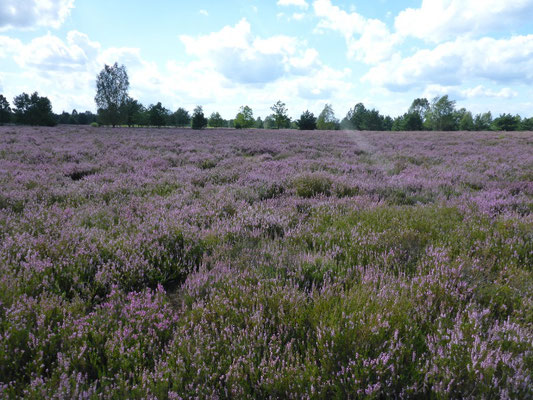 Tangersdorfer Heide August 2017.