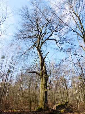 Ein Baumriese in der Schorfheide.