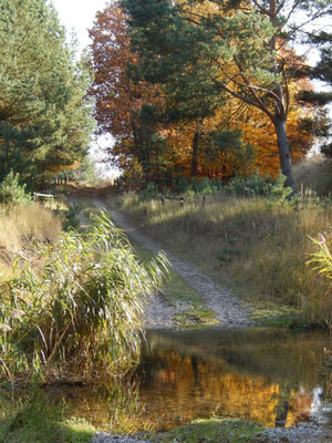 Idyllischer Wanderweg am Großen Beutelsee.