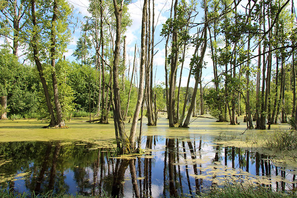 Moorlandschaft (Foto: Gunnar Heussen).