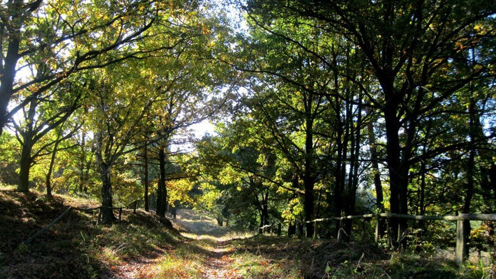 Wanderweg an der Havel.