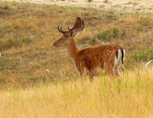 Damhirsch.