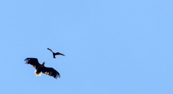 Seeadler im Luftgefecht (Foto: Heidrun Lorenz)
