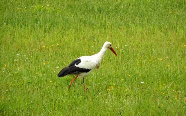 Ein Storch auf Jagd auf unserer Wiese.