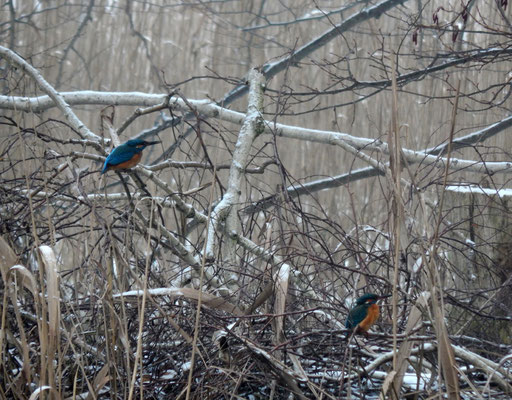 Eisvögel am Templiner Kanal.