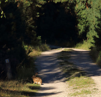 Wildkaninchen.