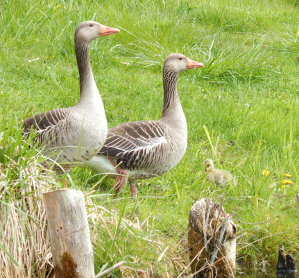 Graugänse mit Küken auf unserer Wiese.