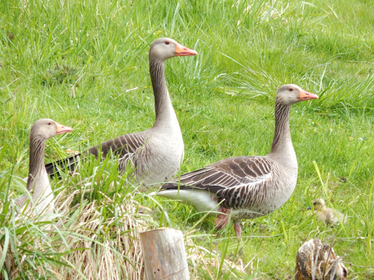 Graugänse mit Küken auf unserer Wiese.