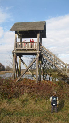 Biberturm am Densowsee im Spätherbst.
