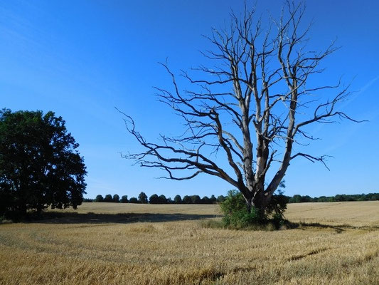 Feld bei Templin (Foto: Ralf Ihlenburg).