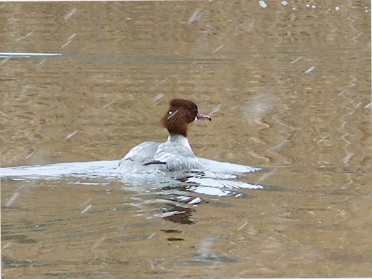 Gänsesäger-Weibchen als Wintergast.