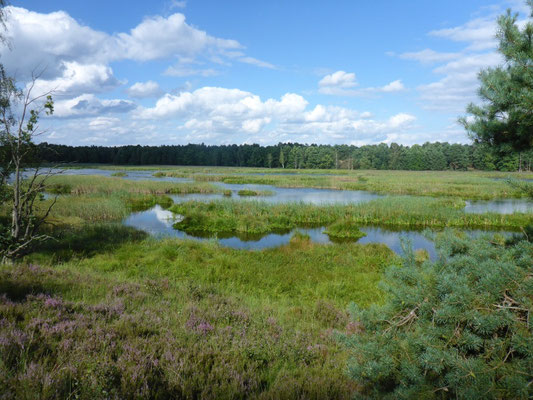 Tangersdorfer Heide August 2017.