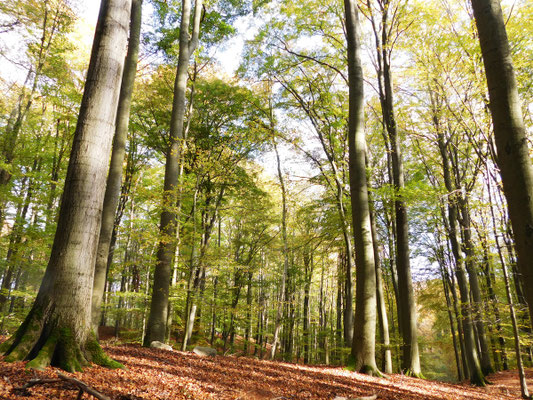 Besuch  im Unesco Weltnaturerbe Buchenwald Grumsin 2019.