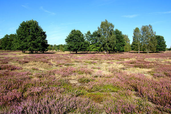 NSG Kleine Schorfheide im Spätsommer (Foto Gunnar Heussen).