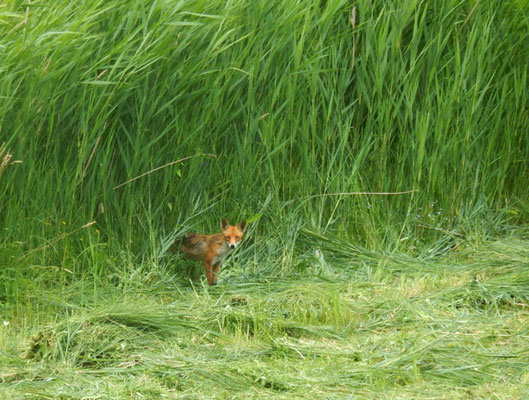Ein Fuchs auf Jagd auf unserer frischgemähten Wiese.