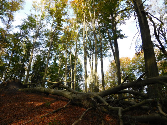 Besuch  im Unesco Weltnaturerbe Buchenwald Grumsin 2019.
