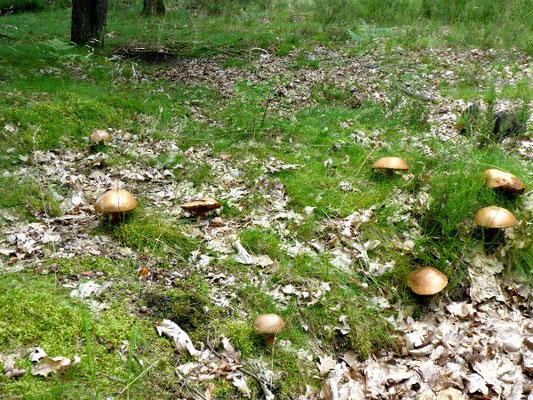 Steinpilze ohne Ende.