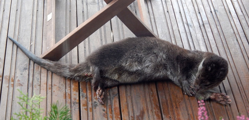 Ein Fischotter putzt sich auf unserer Terrasse.