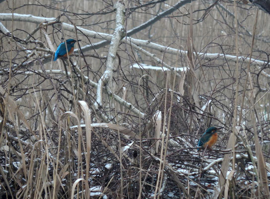 Eisvögel am Templiner Kanal.