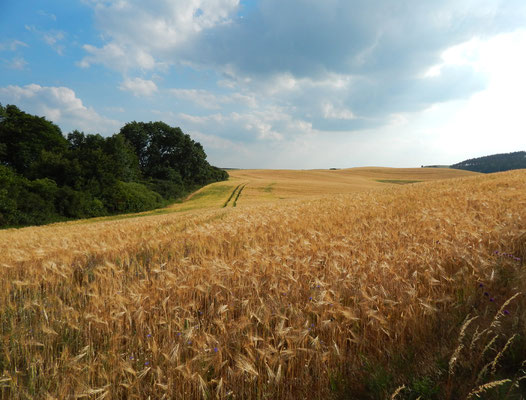 Moränenlandschaft Uckermark.