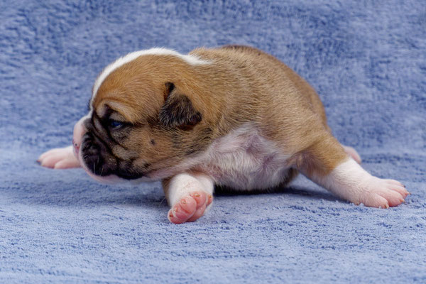 Uma - zwei Wochen alt