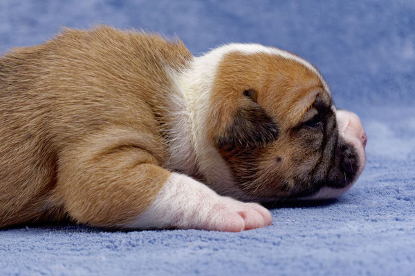 Uma - zwei Wochen alt