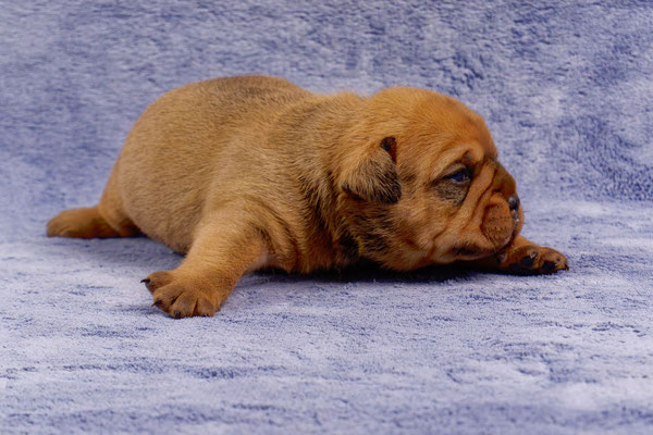 Tyson - mit zwei Wochen